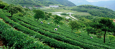 云浮市-新兴县-太平镇-象窝山（象窝茶场）生态园