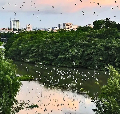 江门市-新会区-小鸟天堂（榕荫水道·小鸟天堂国家湿地公园）风景旅游区