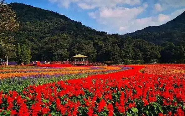 广州市-从化区-桃园镇-大岭山林场·石门国家森林公园|4A