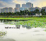 湖北省-天门市区-北湖公园