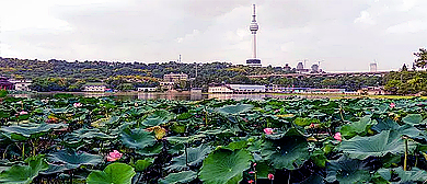 武汉市-汉阳区-莲花湖公园