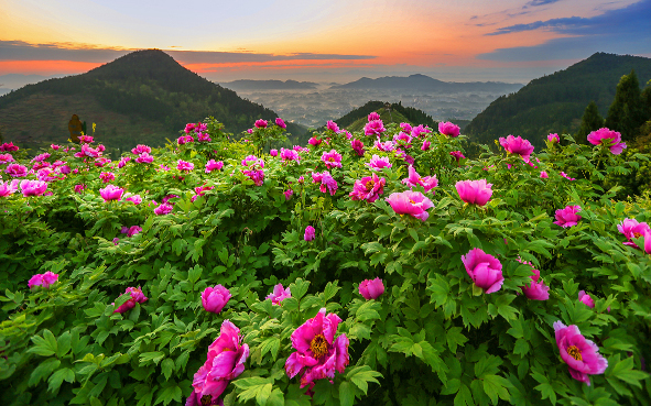 重庆市-垫江县-太平镇-华夏牡丹源（牡丹花海）风景旅游区