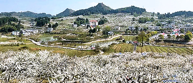 重庆市-渝北区-统景镇-印盒村·印盒李花（万亩李花花海）风景旅游区