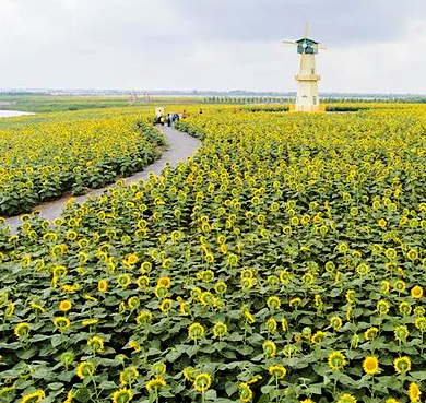 淮安市-洪泽区-白马湖国家湿地公园（向日葵的故事）风景旅游区|4A