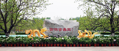 北京市-大兴区-安定镇-御林古桑园（大兴古桑国家森林公园）风景旅游区