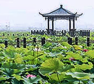 泰州市-高港区-大泗镇-水生植物园