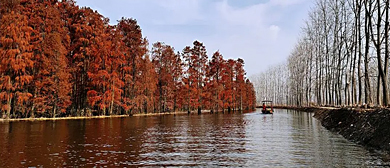 南京市-六合区-衫池湖·水上森林湿地公园
