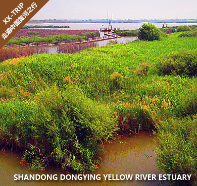 东营市-垦利区-黄河口湿地生态公园·国家级自然保护区|5A