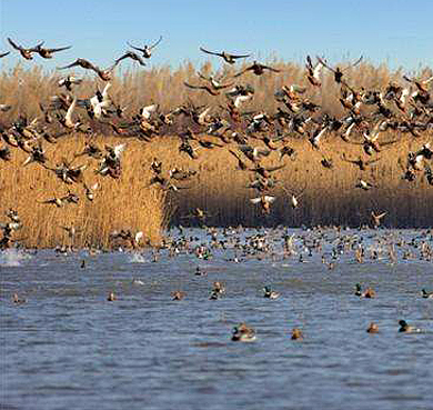 上海市-崇明区-长江口·东滩湿地鸟类国家级自然保护区