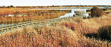 东营市-垦利区-黄河口湿地生态公园（黄河三角洲国家地质公园·国家级自然保护区）风景旅游区|5A