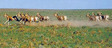 巴彦淖尔市-乌后旗-乌拉特梭梭林|蒙古野驴|国家级自然保护区 