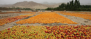 喀什地区-英吉沙县-色买提杏园·中国第一大杏园（杏花节·摘杏节）风景旅游区