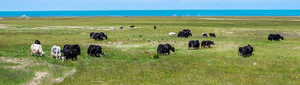 海南州-共和县-青海湖·夏拉草原风景区