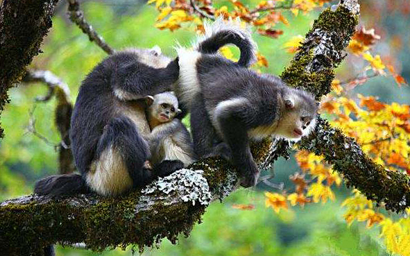 迪庆州-维西县-塔城镇-响古箐村-香格里拉滇金丝猴国家公园