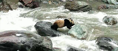 成都市-大邑县-黑水河（大熊猫）国家级自然保护区