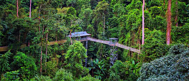 西双版纳州-勐腊县-西双版纳热带雨林国家公园·望天树风景旅游区|4A