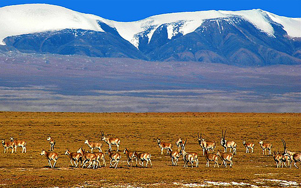 玉树州-治多县-三江源国家公园·可可西里（藏羚羊）国家级自然保护区