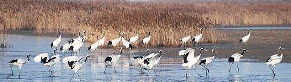 盐城市-盐城湿地珍禽国家级自然保护区